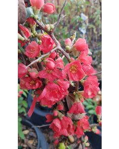 Chaenomeles speciosa 'Falconnet Charlet' / Cognassier du Japon rose saumon