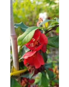 Chaenomeles x superba 'Crimson and Gold' / Cognassier du Japon rouge