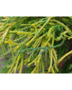  Chamaecyparis pisifera 'Sungold'  / Faux cyprès d'Hinoki