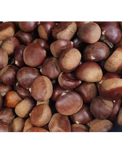 Castanea sativa x crenata 'Marigoule' (De semis) / Châtaignier hybride