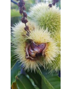 Castanea sativa / Châtaignier commun