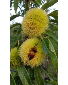 Castanea sativa 'Marrone di Marradi' (De greffe) / Châtaignier Marrone di Marradi (marron)