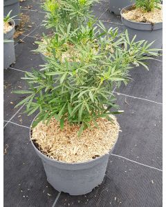 Choisya ternata SCENTED GEM® 'Lissbrid' / Oranger du Mexique