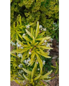 Choisya ternata GOLDFINGERS® 'Limo' / Oranger du Mexique