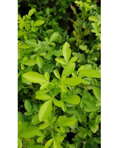 Citrange Carrizo (De semis)