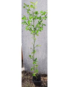 Citrus sinensis 'Washington' x Poncirus trifoliata (De semis) / Citrange Carrizo