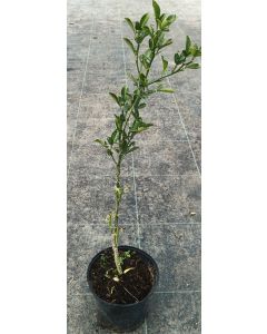 Citrange Troyer (De semis)