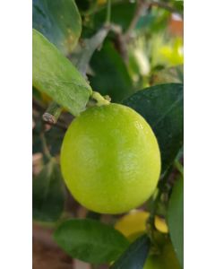 Citrus x latifolia 'Tahiti' greffé sur Volkameriana / Lime de Tahiti