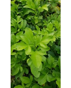 Citrumelo 4475 (De semis) / Citrumelo Swingle