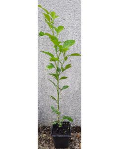 Citrus paradisi Macf. X Poncirus trifoliata (L.) Raf. (De semis) / Citrumelo Swingle (4475) 
