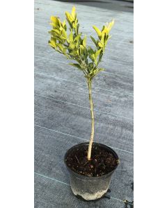 Citrumelo Sacaton (De semis)