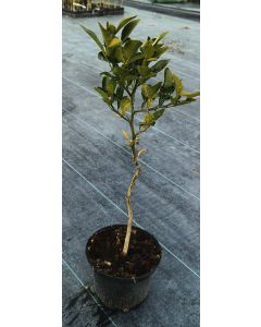 Citrumelo 1452 (De semis)