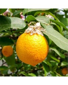 Citrus volkameriana (De Semis) / Citron Volkamer