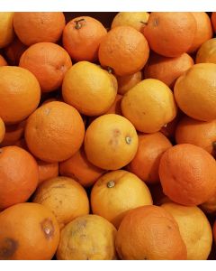 Citrus aurantium greffé sur Volkameriana /Bigaradier de Séville