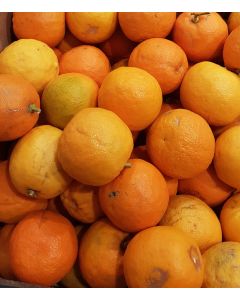 Citrus aurantium 'Maroc SG' (De semis) / Bigarade Maroc SG