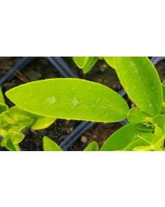 Citrus aurantium 'Gou Tou' (De semis) / Bigarade Gou Tou