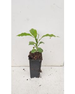 Citrus aurantium L. (De semis) / Bigarade Maroc SG