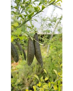 Citrus australasica 'Green Finger' greffé sur Poncirus trifoliata / Citronnier caviar Green Finger