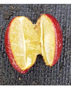 Citrus australasica 'Jaune' greffé sur Volkameriana / Citronnier caviar Jaune