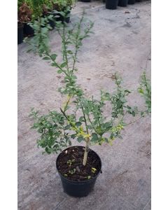 Citrus australasica 'Pink Crystal' greffé sur Poncirus trifoliata / Citronnier caviar 'Pink Crystal'