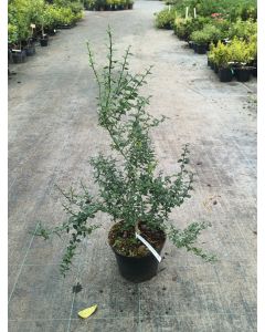 Citrus australasica 'Pink Crystal' greffé sur Poncirus trifoliata / Citronnier caviar 'Pink Crystal'