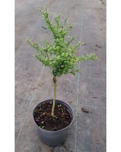 Citrus australasica 'Pink Red' greffé sur Poncirus trifoliata / Citronnier caviar 'Pink Red'