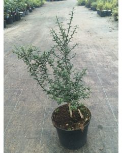 Citrus australasica 'Pink Red' greffé sur Poncirus trifoliata / Citronnier caviar 'Pink Red'