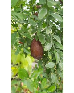 Citrus australasica 'Pink Skin' greffé sur Poncirus trifoliata / Citronnier caviar Pink Skin