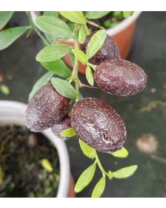 Citrus australasica 'Rose' greffé sur Volkameriana / Citronnier caviar Rose