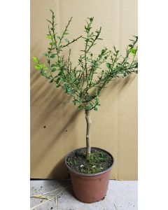 Citrus australasica 'Rose' greffé sur Volkameriana / Citronnier caviar Rose