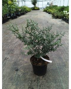 Citrus australasica 'Rosso' greffé sur Poncirus trifoliata / Citronnier caviar Rosso