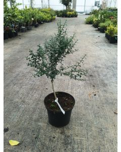 Citrus australasica 'Sunshine Yellow' greffé sur Poncirus trifoliata / Citronnier caviar Sunshine Yellow