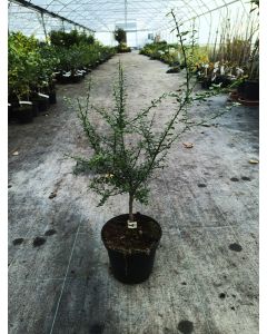 Citrus australasica 'Vert' greffé sur Volkameriana / Citronnier caviar Vert