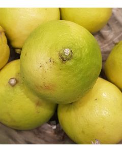 Citrus bergamia greffé sur Poncirus trifoliata / Bergamotier
