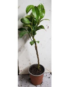 Citrus bergamia greffé sur Poncirus trifoliata / Bergamotier