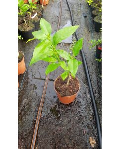 Citrus bergamia greffé sur Poncirus trifoliata / Bergamotier