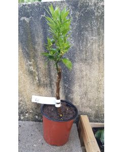 Citrus myrtifolia greffé sur Volkameriana / Mandarinier Chinois - Chinotto