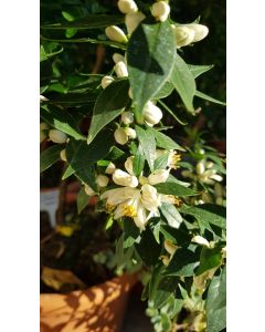 Citrus myrtifolia greffé sur Poncirus trifoliata / Mandarinier Chinois - Chinotto