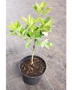 X Citroncirus fortunella 'Citrangequat 4 saisons' greffé sur PT / Citrangequat 4 saisons