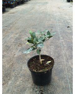 X Citroncirus fortunella 'Citrangequat 4 saisons' greffé sur PT / Citrangequat 4 saisons