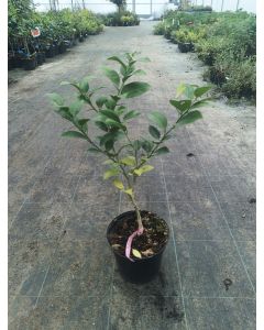 Citrus dimorphocarpa 'Karna Kattha' greffé sur PT / Lime karna khatta
