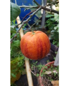 Citrus meyeri x sinensis 'Doppio Sanguinolo' greffé sur Poncirus trifoliata / Hybride de citron Meyer et d'orange sanguine