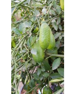 Citrus australasica 'Faustrime' greffé sur FA5 / Citronnier caviar Faustrime