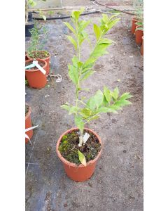 Citrus x floridana 'Star of the day' greffé sur FA5 / Limequat semi-long
