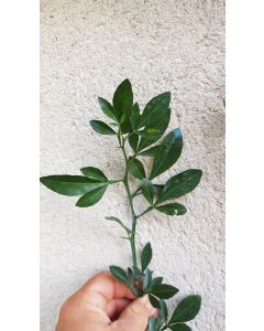 Citrus Forner Alcaide® 5 (InVitro/Greffable) Production Française(*) / FA5®