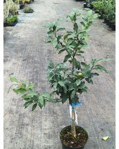 Citrus fortunella 'Nagami' greffé sur FA5 / Kumquat