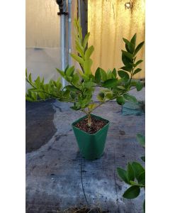 Citrus x latifolia 'Tahiti' greffé sur Poncirus trifoliata / Lime de Tahiti, Limettier de Tahiti