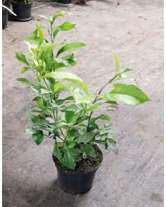 Citrus limon '4 Saisons' (bouture) / Citronnier 4 Saisons