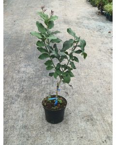 Citrus limon 'Florentina' greffé sur FA5 / Citronnier 4 Saisons 'Florentina' 