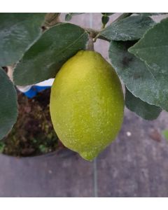 Citrus limon x aurantifolia 'La Valette' greffé sur FA5 / Citronnier Lavalette